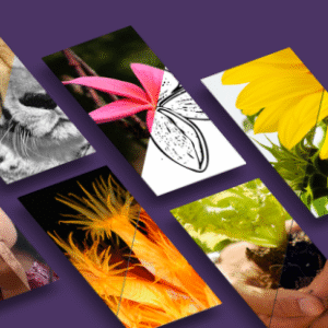 Adobe Photoshop Actions